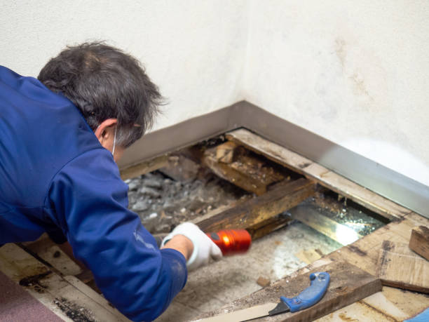 Best Mold Testing  in Friendswood, TX