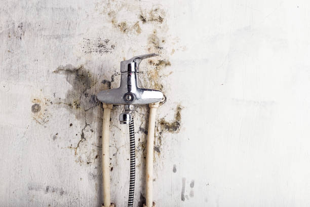 Best Local Mold Removal Service  in Friendswood, TX