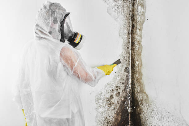 Best Office Mold Removal Services  in Friendswood, TX