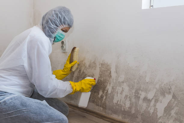 Friendswood, TX Mold Removal Company