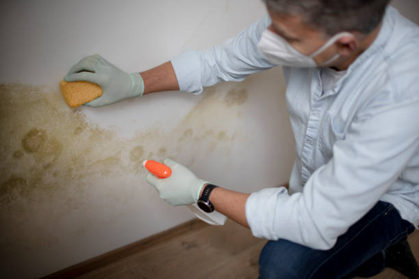 Attic Mold Removal in Friendswood, TX