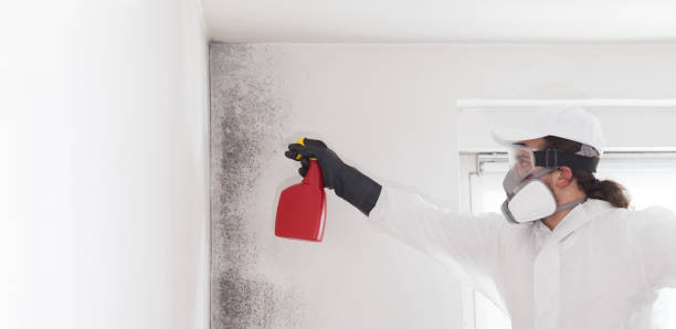Best Fast Mold Removal  in Friendswood, TX
