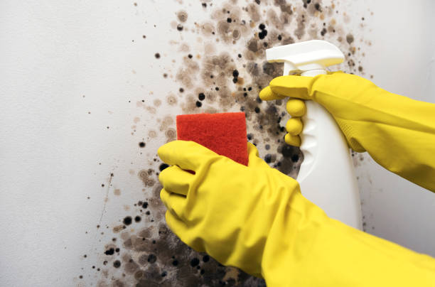 Best Mold Remediation  in Friendswood, TX