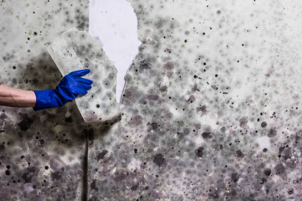 Best Toxic Mold Removal  in Friendswood, TX