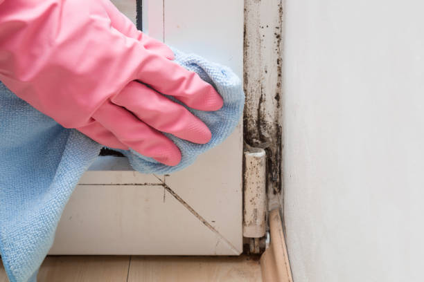 Certified Mold Removal in Friendswood, TX