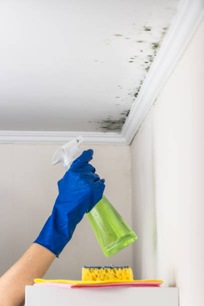 Best Mold Damage Repair  in Friendswood, TX