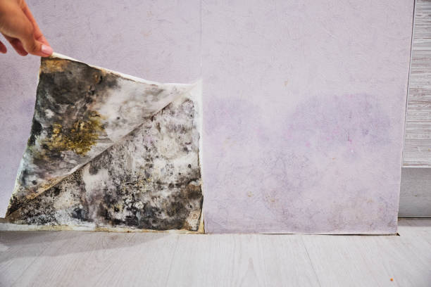 Mold Removal and Inspection in Friendswood, TX